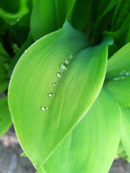 Morning raindrops on green leaves of lily of the valley close up.