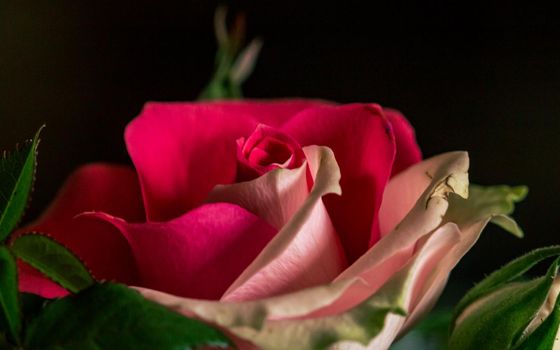 Two color pink rose flowering flower plant