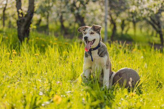 husky dog with ball in green grass