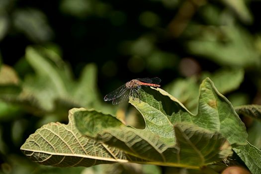 Small dragonfly on fig leaf. Out of focus background, detail and macro photography, frontal view.