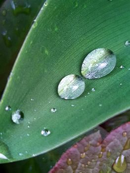 Morning raindrops on green leaves of lily of the valley close up.