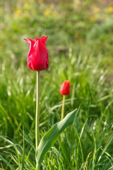 Red tulips growing in green grass in the garden early morning