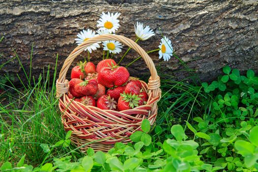 Full basket with fresh picked red ripe strawberries on green grass and tree trunk on the background