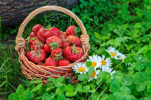Full basket with fresh picked red ripe strawberries on green grass background