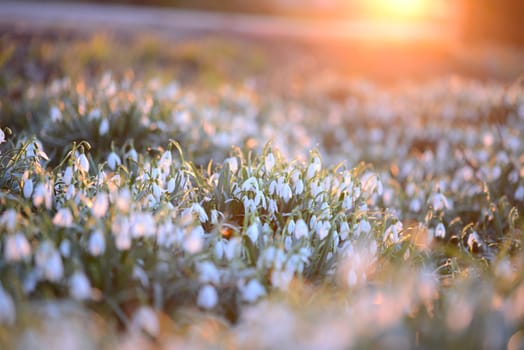 Snowdrop field against a beautiful sunset