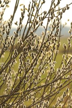 Flowering willow salix with different focuses