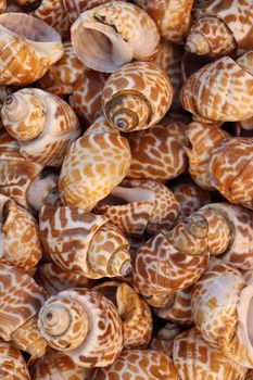 stylish sea snail stock on shop for sell