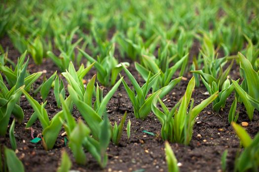 Sprouts in ground. Green plants in flower bed. Garden details. Land for flowers. Tulips in ground.