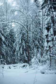 Winter forest. We ate in snow. Natural landscape in snowfall. National park in Russia.