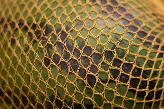 Watermelon in net. Texture of yellow mesh stretched over green watermelon. Healthy food. Summer berry.