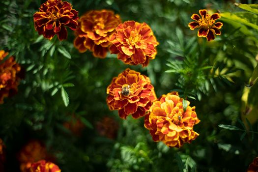 Flowers in garden. Summer plants. Flower bud on green background. Beautiful natural background.