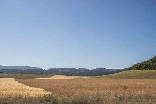 Wheat field in a southern country. Agriculture in the country. Ripe ears of wheat in a spacious field. Beautiful landscape in broad daylight.