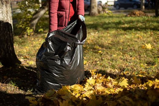 A woman holds a bag of leaves. Black plastic bag for autumn foliage.