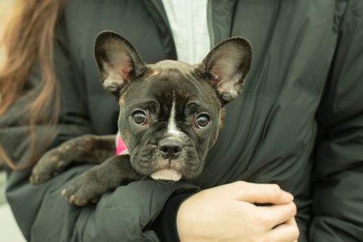 Dog in his arms. Puppy at the girl. Cute pet behind the sinus of the jacket. The girl holds a dog with black hair.