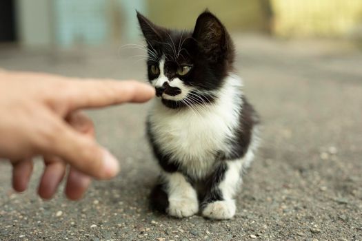 Homeless kitten looks at the finger. Black-white kitten sits on the asphalt. The finger points to a cute kitten with a funny mustache.