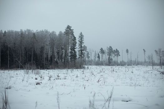 Winter landscape. Deforestation in winter. Field in snow.. Remaining trees. Destruction of ecology.