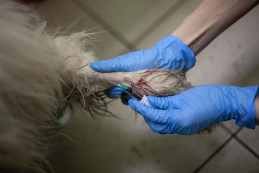 Veterinarian treats a dog. Hands in gloves. A syringe enters a vein. Pet Health Medical practice. Paw of a stray dog.