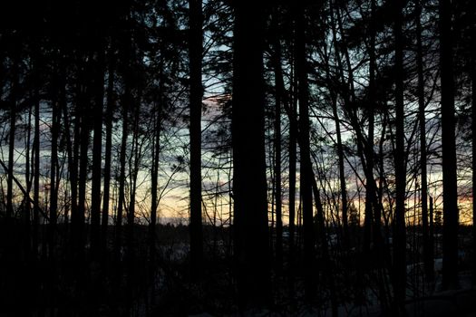 View through trees. Silhouette of forest. Details of nature. Evening landscape.