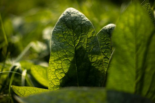 Burdock in sunlight. Details of nature. Summer colors. Green plant. Veins of large leaf. Warm light shines through leaf.