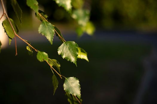 Birch leaves. Plant in summer. Natural color of nature. Tree branches. Spring leaves.