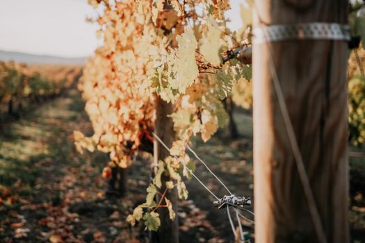 Beautiful clusters of ripening grapes in the sun. Grape plantation in the sunset light. Beautiful vine with grapes. Wine Making concept. Grape business.