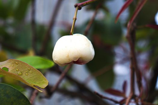 tasty and healthy Java apple on tree in farm for harvest