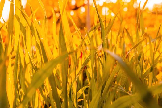 Close up of freshly cutting grass on the green lawn or field with sun beam, soft focus, free space.