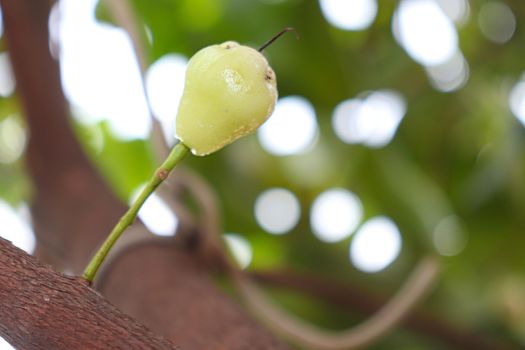 tasty and healthy Java apple on tree in farm for harvest