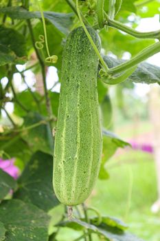 tasty and healthy fresh cucumber on tree in farm for harvest