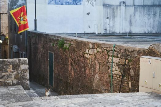 Homeless gray one-eyed cat sits on stone steps in Herceg Novi. High quality photo