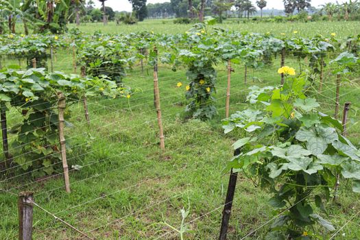 tasty and healthy fresh cucumber on tree in farm for harvest