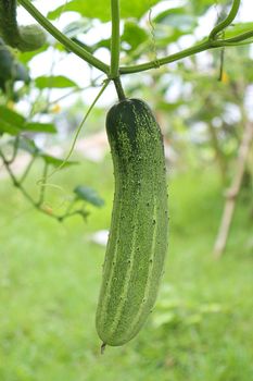 tasty and healthy fresh cucumber on tree in farm for harvest