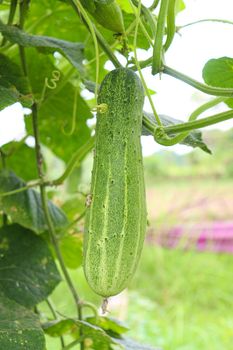 tasty and healthy fresh cucumber on tree in farm for harvest