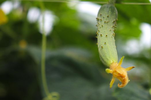 tasty and healthy fresh cucumber on tree in farm for harvest