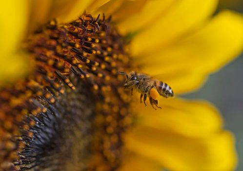 Close-up detail of a yellow sunflower hellanthus annuus with honey bee apis in flight collecting pollen