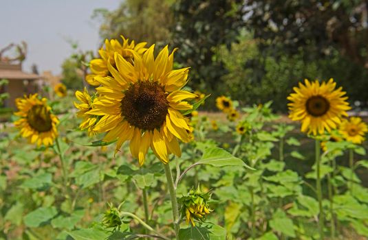Close-up detail of a yellow sunflowers hellanthus annuus with petals and stigma in garden