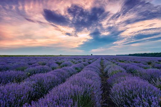 Blooming scented lavender flower fields in endless rows. Sunset field.