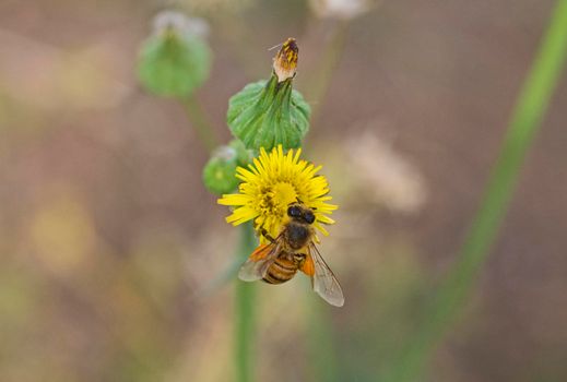 Close-up detail of a yellow daisy flower with honey bee apis collecting pollen in garden