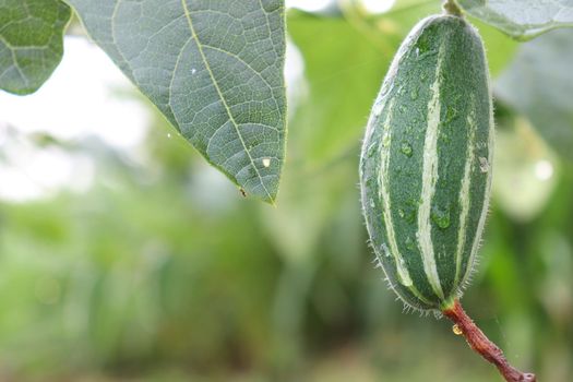 green colored pointed gourd on tree in farm for harvest