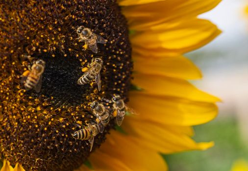 Close-up detail of a yellow sunflower hellanthus annuus honey bee apis collecting pollen in garden