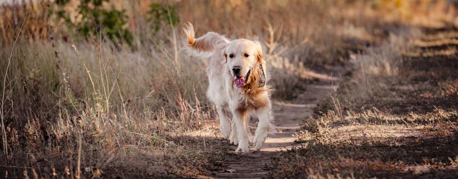 Golden retriever dog walking in autumn park in yellow grass with tonque out. Purebred pet labrador outdoors in sunny day