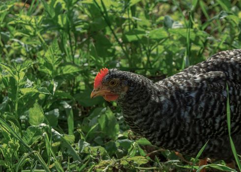 Wild farm variegated chicken bird in green grass looking for food