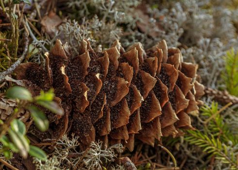 Forest soft tree plant pine cone on moss covered ground