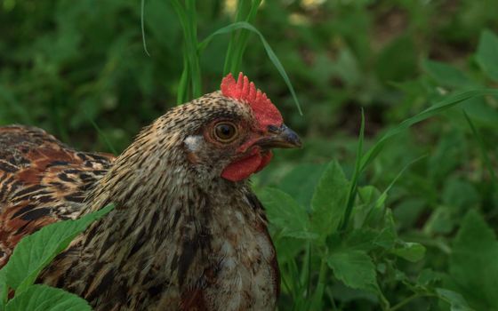 Wild farm chicken variegated  brown bird in green grass looking for food