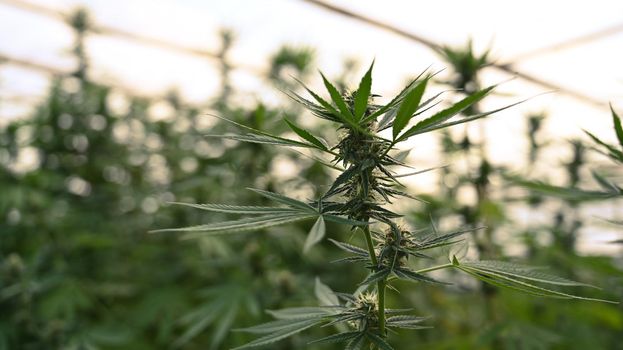 Commercial cannabis growing in greenhouse. Concept of herbal alternative medicine, cbd oil, pharmaceutical industry.