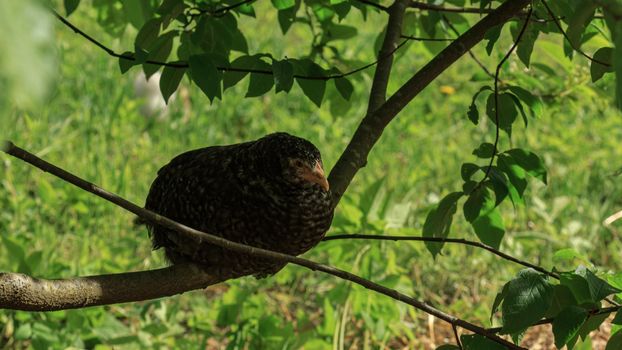 Wild farm chicken variegated black bird sitting on tree