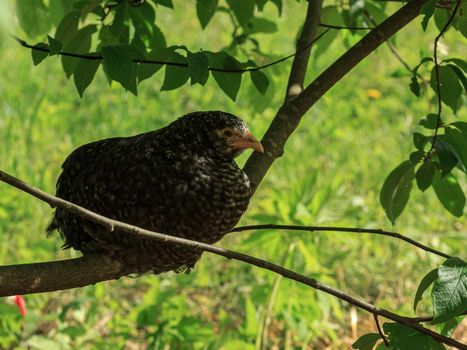 Wild farm chicken variegated black bird sitting on tree