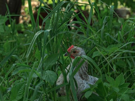 Wild farm chicken variegated bird in green grass looking for food