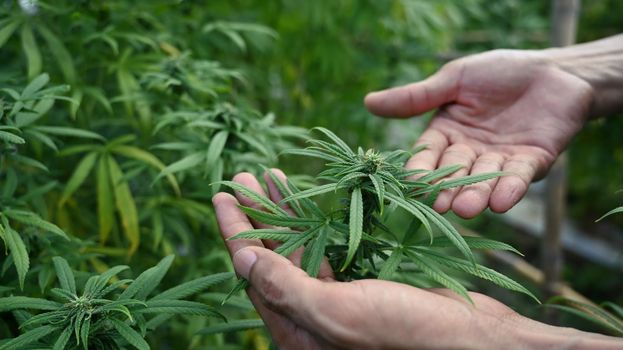 Scientist checking organic hemp plants in greenhouse. Herbal alternative medicine, cbd oil, pharmaceutical industry concept.