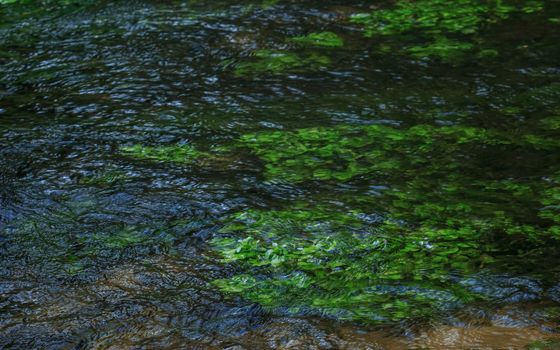 Green wet water plants in river